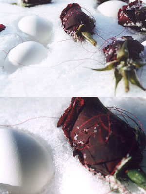 Roses and eggs in snow