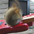 Squirrel playing guitar