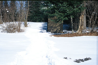 path through snow to toilet block amongst trees