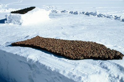 shape constructed from pine cones on a bed of snow, with a further shape in background
