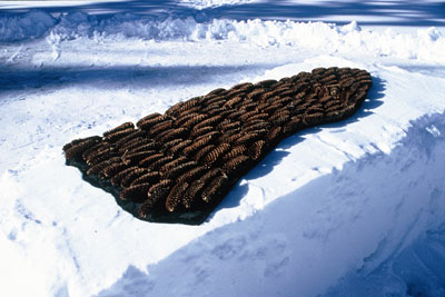 dark brown pine cones on bed of snow