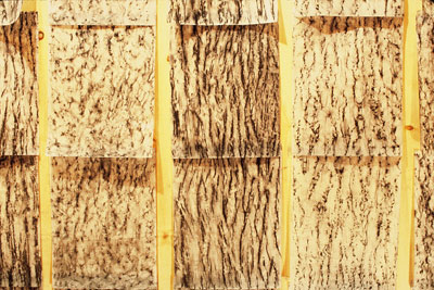 detail of tree rubbings mounted on wood paneling